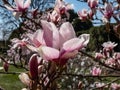 The saucer magnolia - Magnolia Ãâ soulangeana Magnolia denudata Ãâ Magnolia liliiflora flowering with large, early-blooming Royalty Free Stock Photo